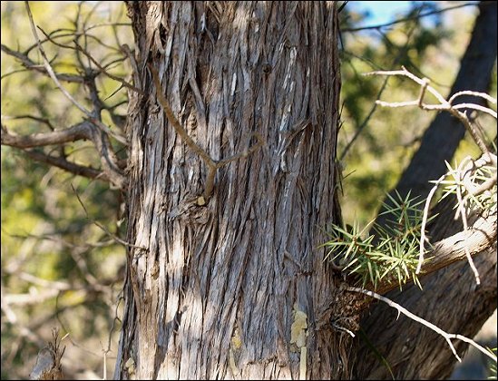 Juniperus oxycedrus 2