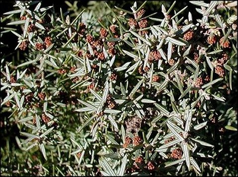 Juniperus oxycedrus 3