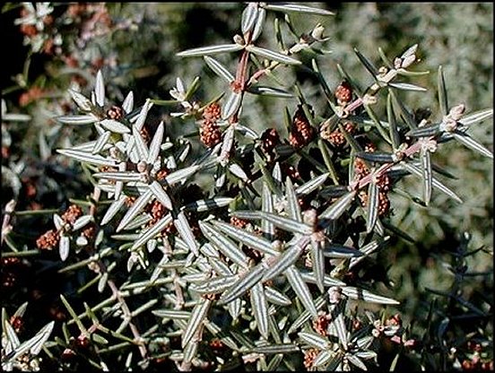 Juniperus oxycedrus 4