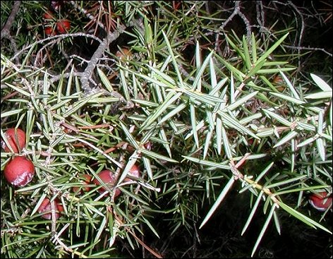 Juniperus oxycedrus 5
