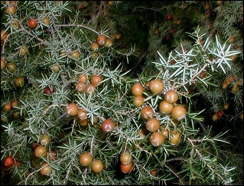 Juniperus oxycedrus 6