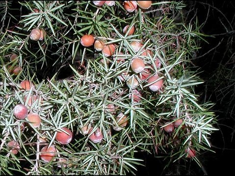 Juniperus oxycedrus 7