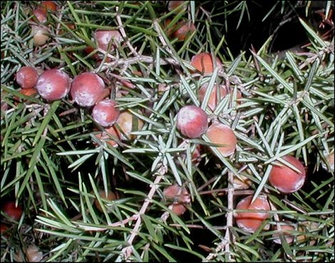 Juniperus oxycedrus 8