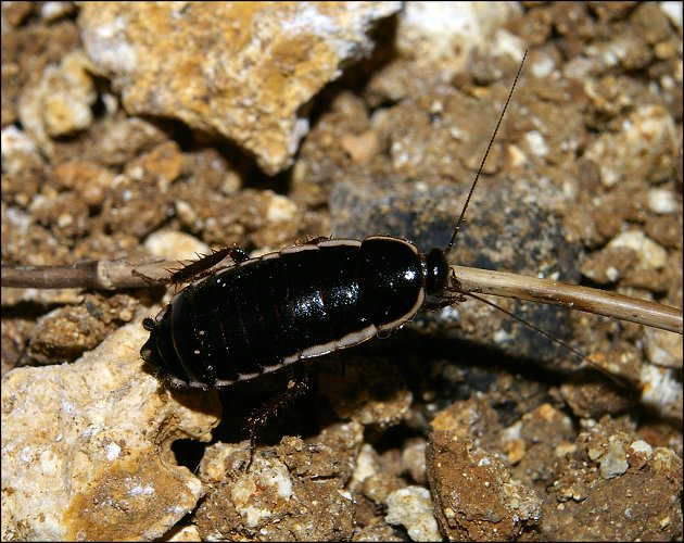 Loboptera decipiens 5