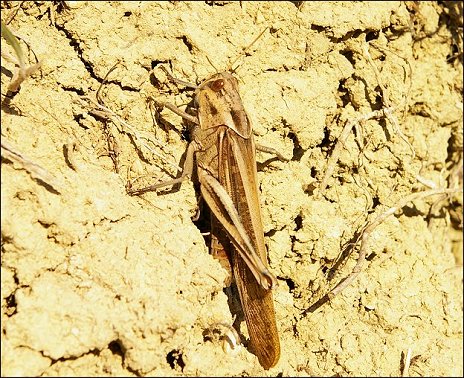 Locusta migratoria 2