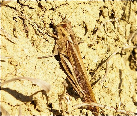 Locusta migratoria 4