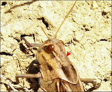 Locusta migratoria 5