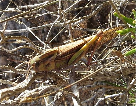 Locusta migratoria 6
