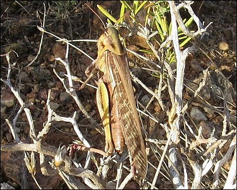 Locusta migratoria 7
