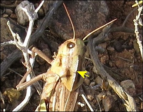 Locusta migratoria 9