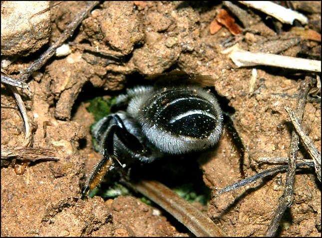 Megachile sp.3