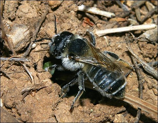 Megachile sp.a