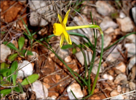 Narcissus assoanus 5