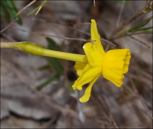 Narcissus assoanus 6