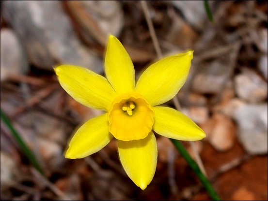 Narcissus assoanus 8