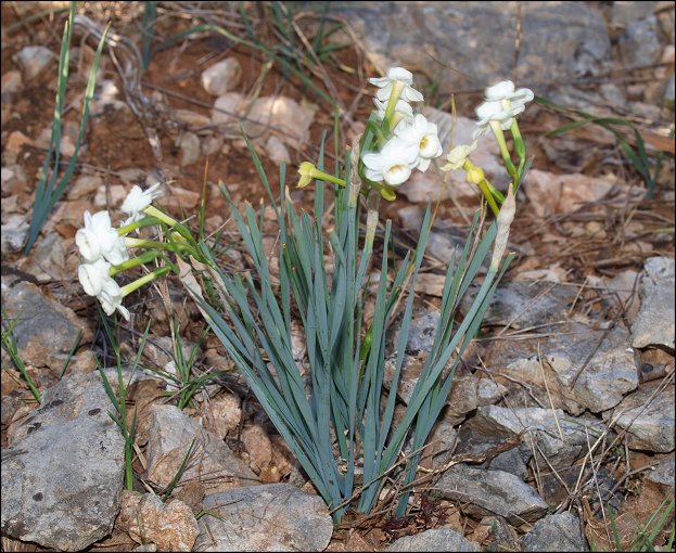 Narcissus dubius 1