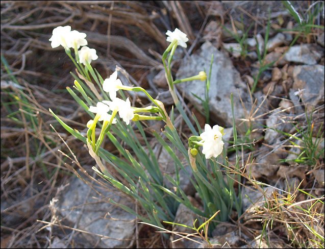 Narcissus dubius 2