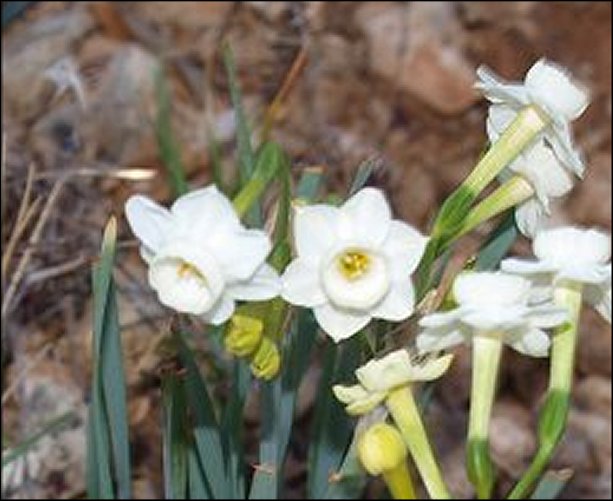 Narcissus dubius 3