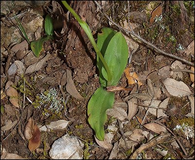 Neotinea maculata 3