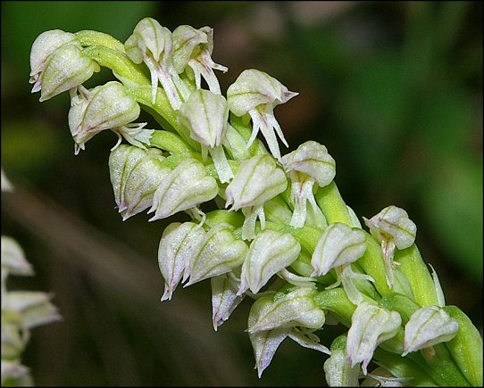 Neotinea maculata 5