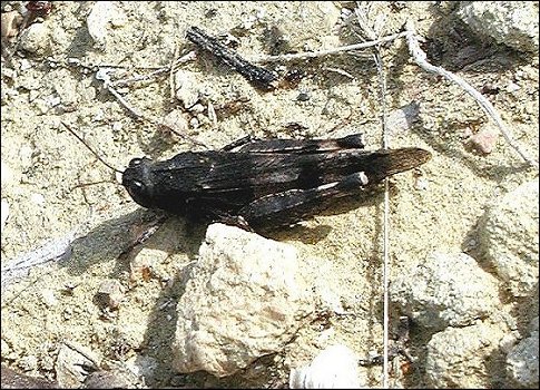 Oedipoda caerulescens 2