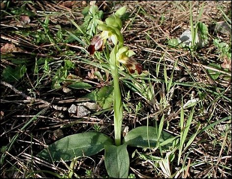 Ophrys fusca 1