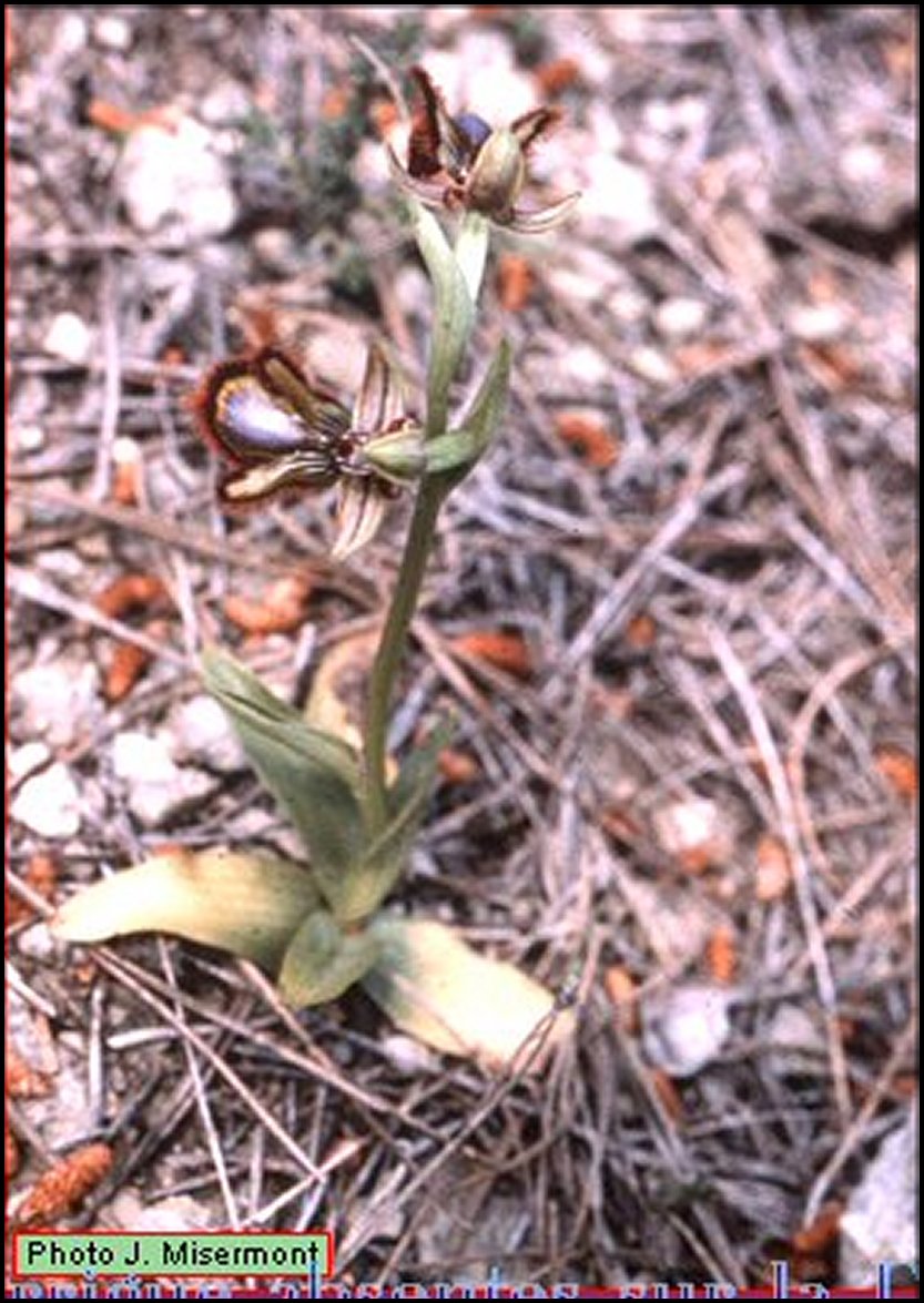 Ophrys miroir vue d'ensemble