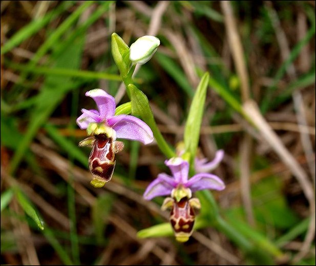 Ophrys scolopax 3