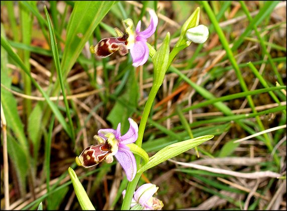 Ophrys scolopax 4