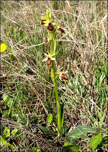 Ophrys sphegodes 1