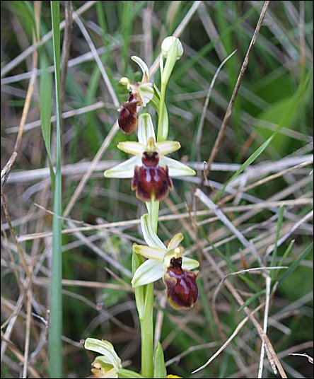 Ophrys sphegodes 2