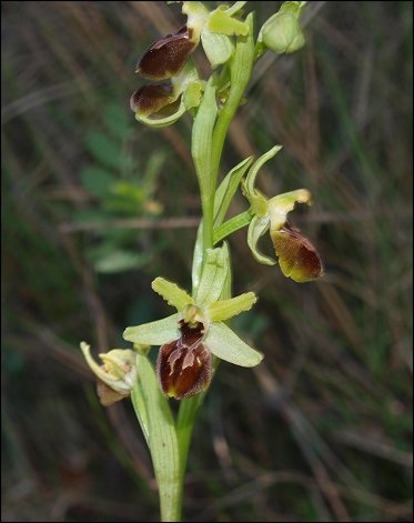 Ophrys sphegodes 3
