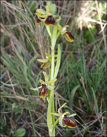 Ophrys sphegodes 4