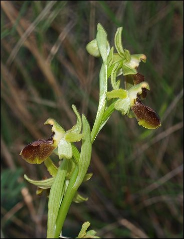 Ophrys sphegodes 6
