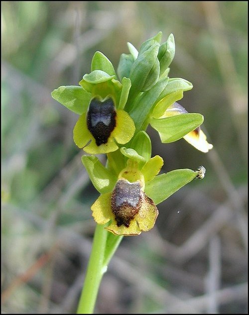 Ophrys jaune 2