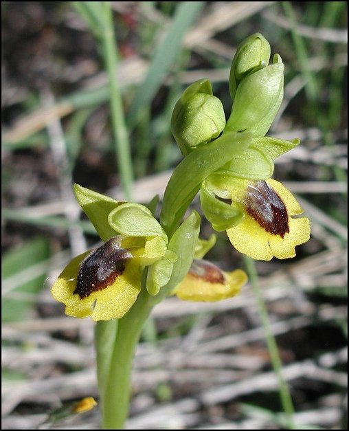 Ophrys jaune 3