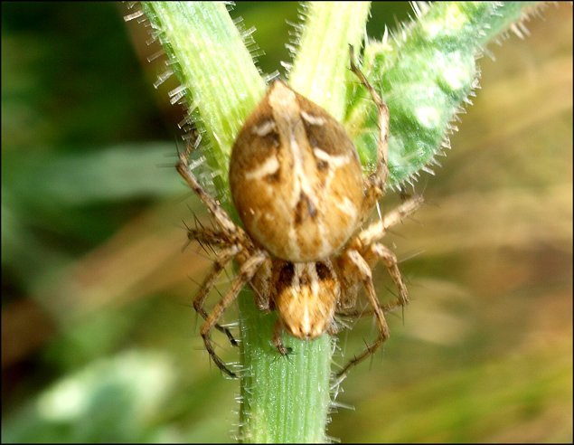 Oxyopes 5