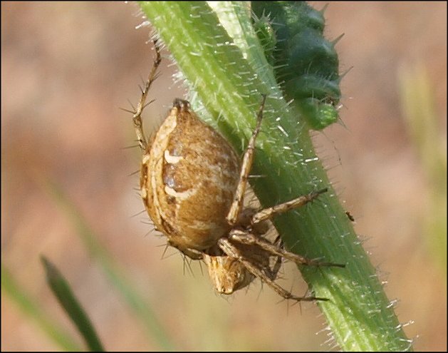 Oxyopes 6