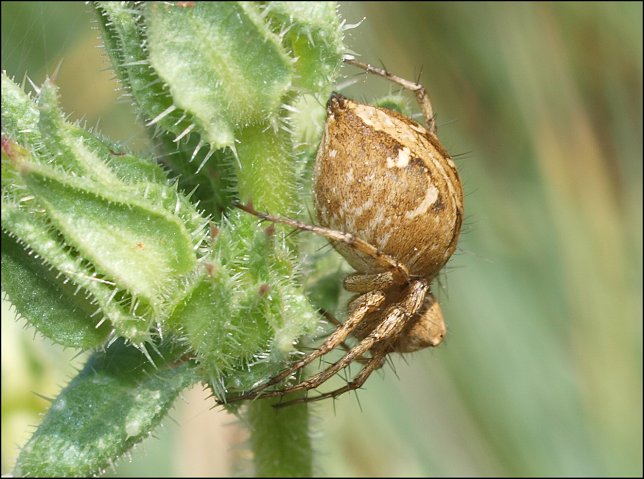 Oxyopes 7