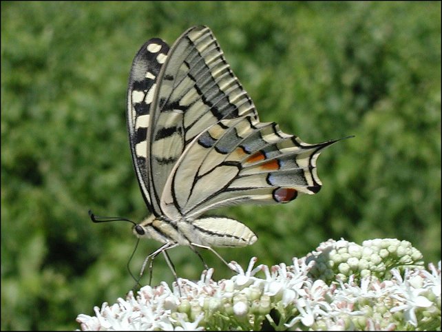 Papilio machaon 10