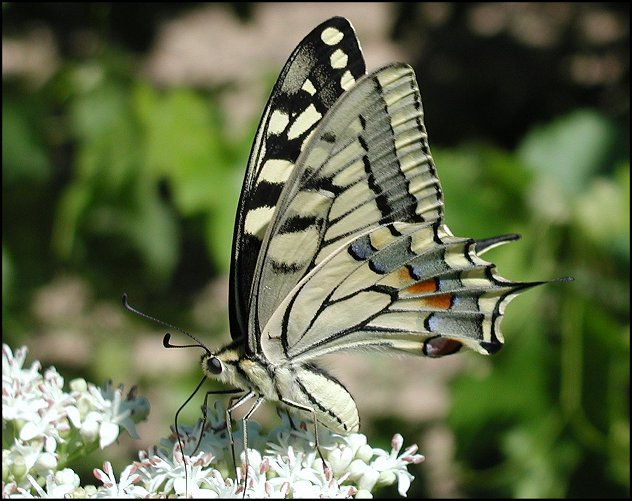 Papilio machaon 11