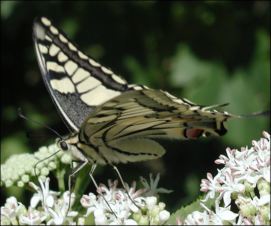 Papilio machaon 12