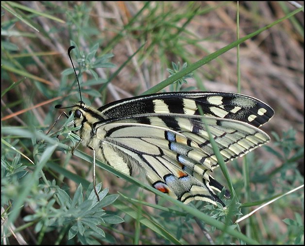Papilio machaon 5