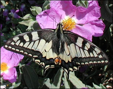 Papilio machaon 6