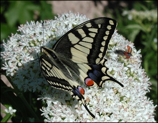 Papilio machaon 8