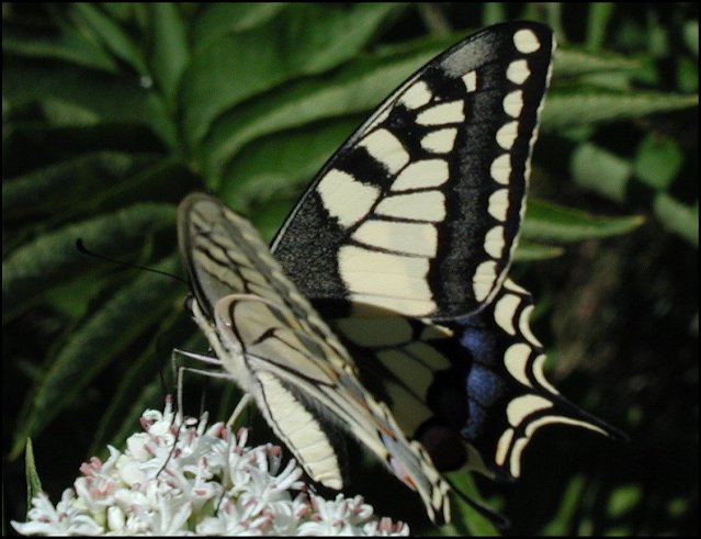 Papilio machaon 9