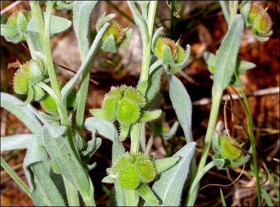 Pardoglossum cheirifolium 8