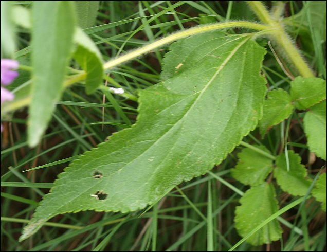 Phlomis herba-venti 4