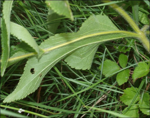 Phlomis herba-venti 5
