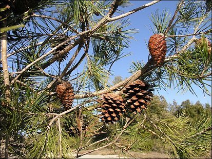 Pinus halepensis 10